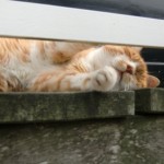 2013_volendam_marken_edam_18