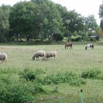 2013_ruegen_hiddensee_15