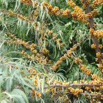 2013_ruegen_kap_arkona_04