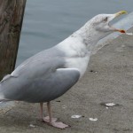 2015_mvp_warnemuende_15